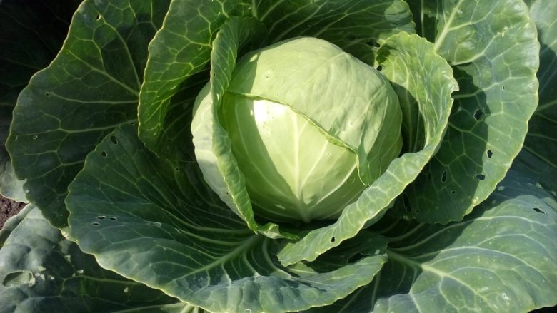 Healthy cabbage bush