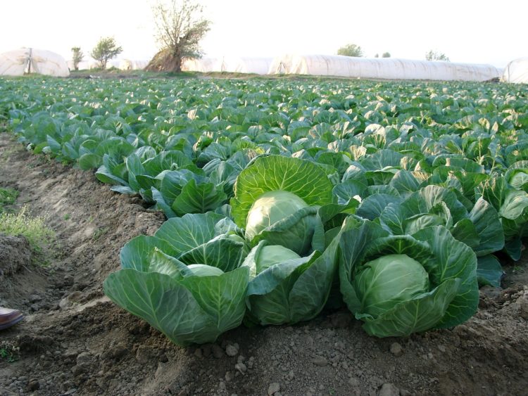 Cabbage Etma f1