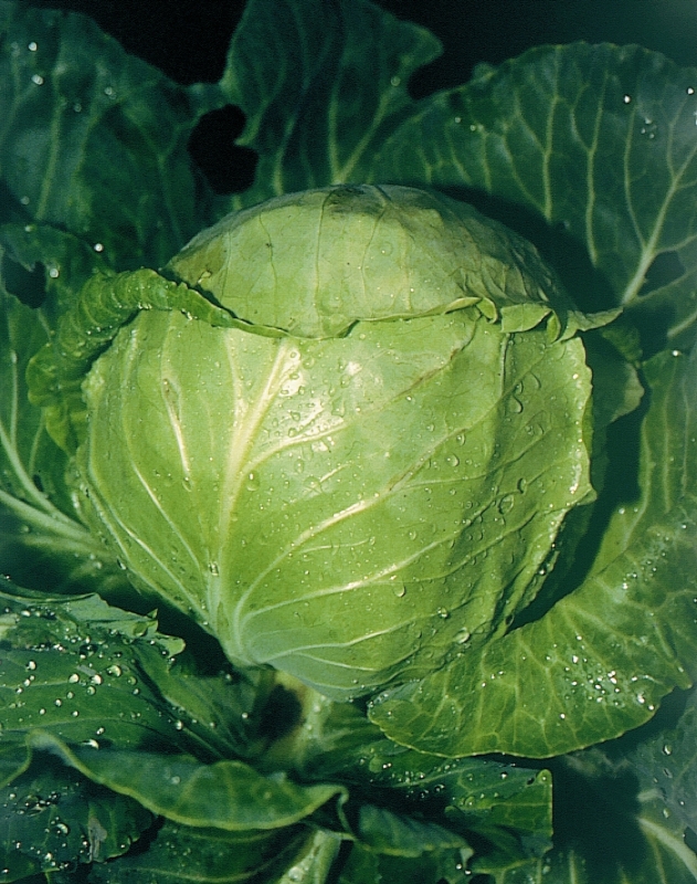 Gribovskaya cabbage