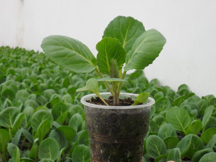Cups for cabbage seedlings