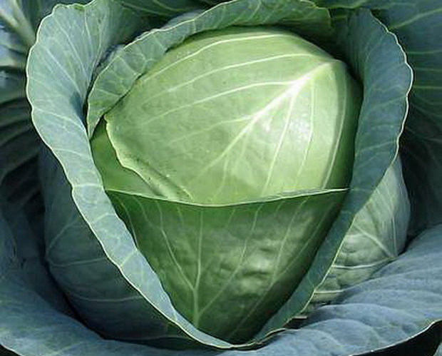 Mid-season Rinda cabbage