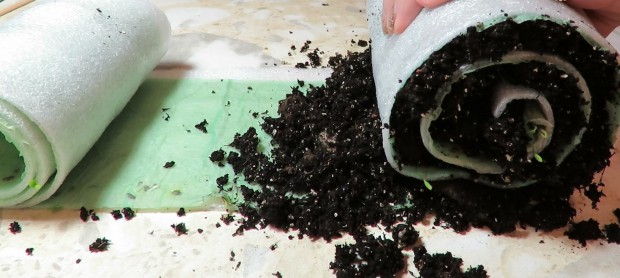 Sowing cabbage seeds into a snail
