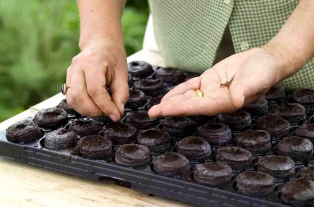 Sowing cabbage seeds in peat tablets