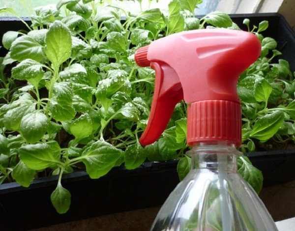 Watering cabbage seedlings
