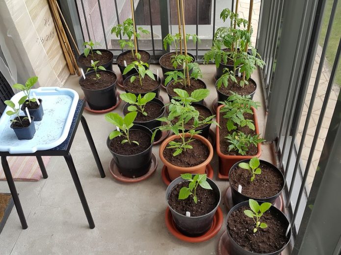 Seedlings on the balcony