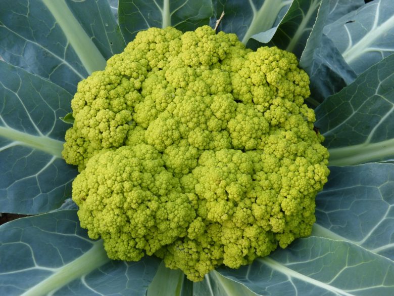 Cauliflower variety Green snowdrift