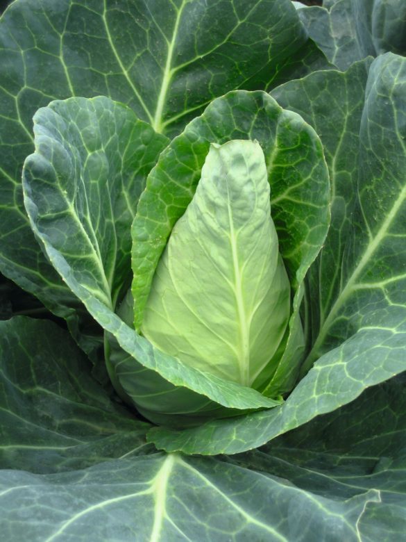 White conical cabbage