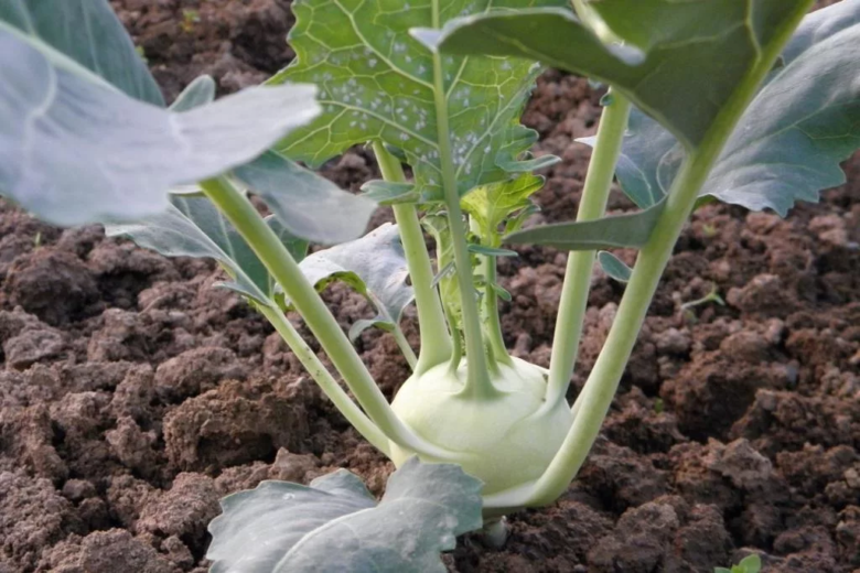 Kohlrabi - cabbage turnip