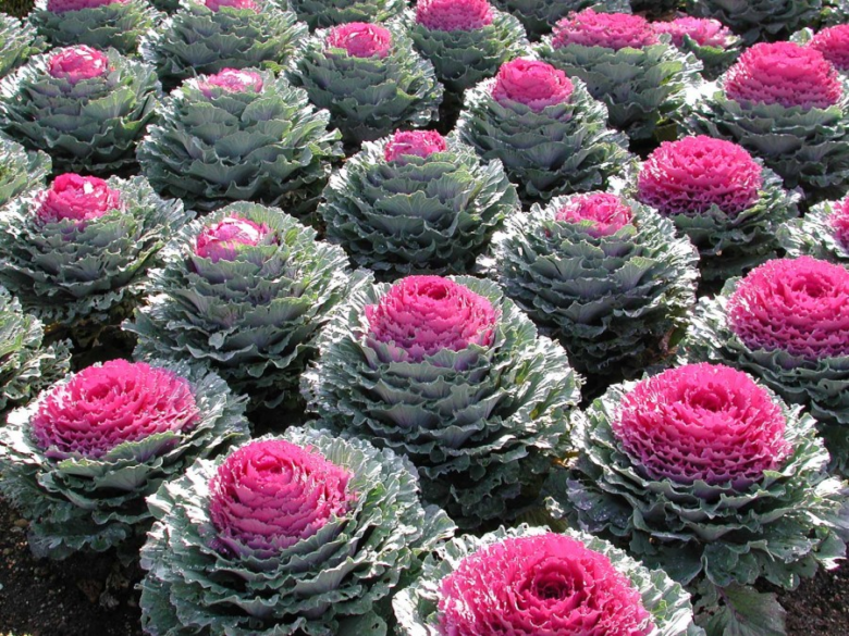 Flower bed decoration - ornamental cabbage