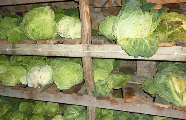 How to keep fresh crispy cabbage until spring