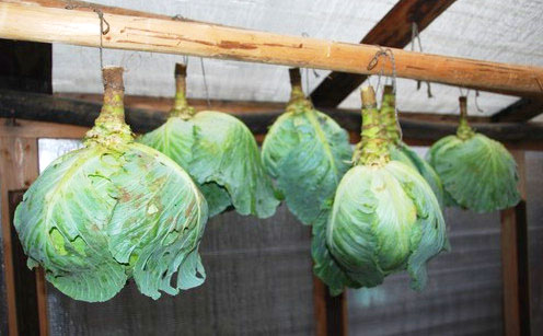Storing cabbage on ropes under the ceiling