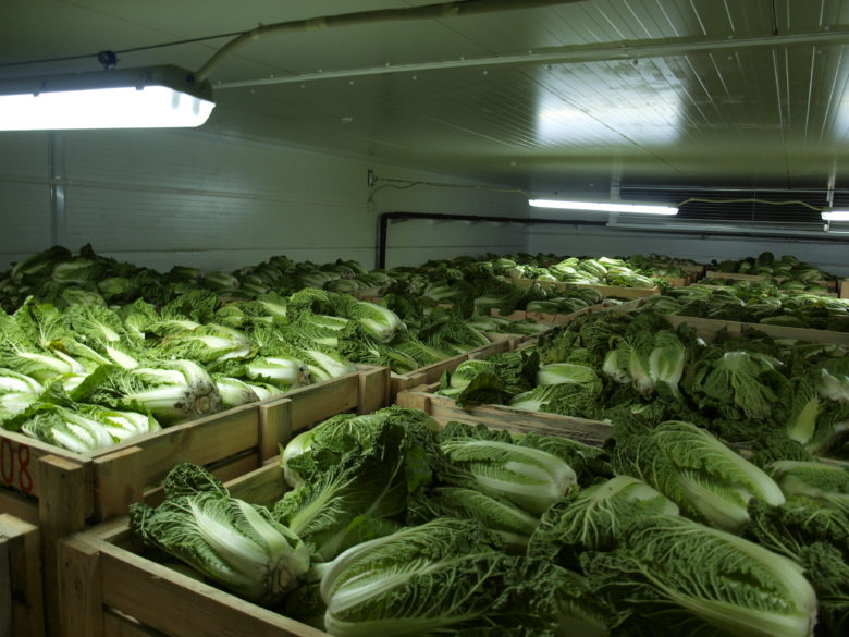 Storage of Chinese cabbage in bulk in an equipped underground
