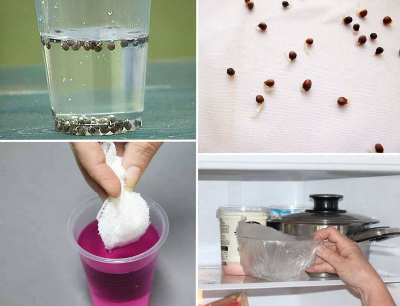 Seed preparation stages