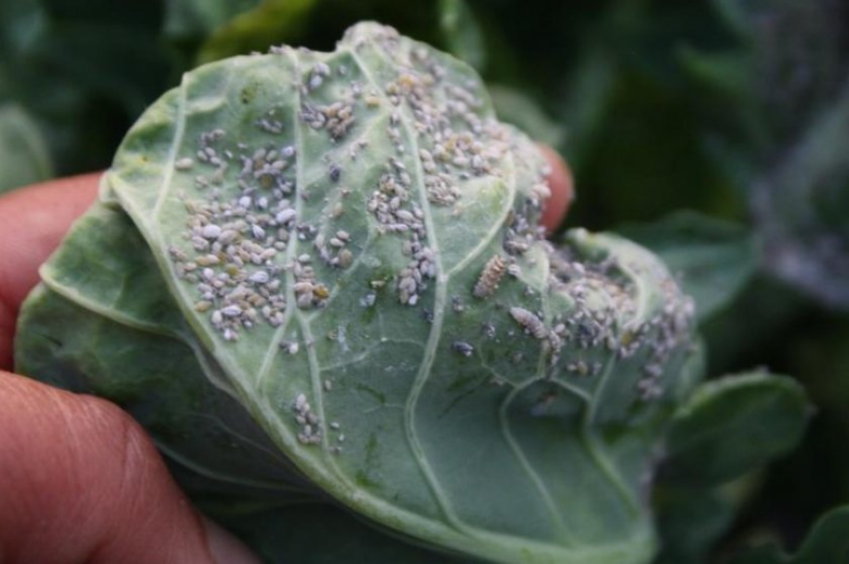 Aphids on cabbage leaves