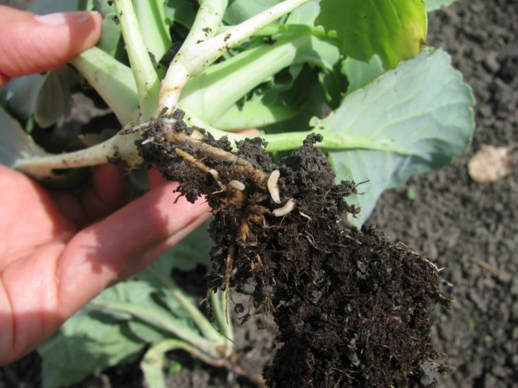 Cabbage fly larvae gnaw cabbage roots and slow down plant development