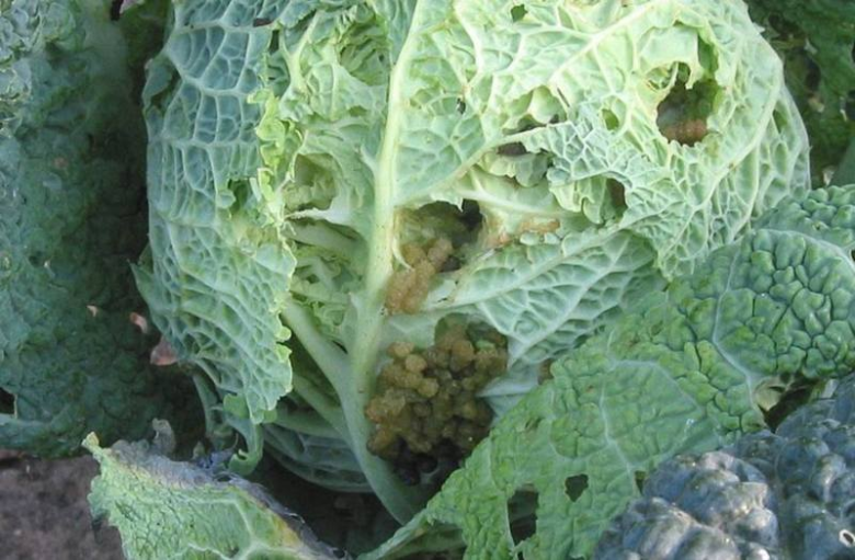The larvae of the cabbage scoop can completely spoil the already ripe head of cabbage.