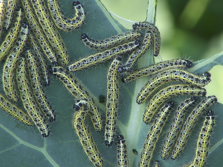 Caterpillars of cabbage whitebird can completely gnaw a head of cabbage in a few days