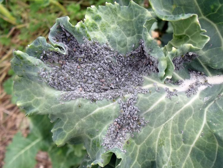 After the population of aphids grows to incredible sizes, they suck all the juice out of the cabbage.