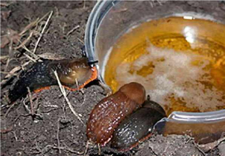To lure slugs into a trap, it is enough to pour some beer into a buried can.