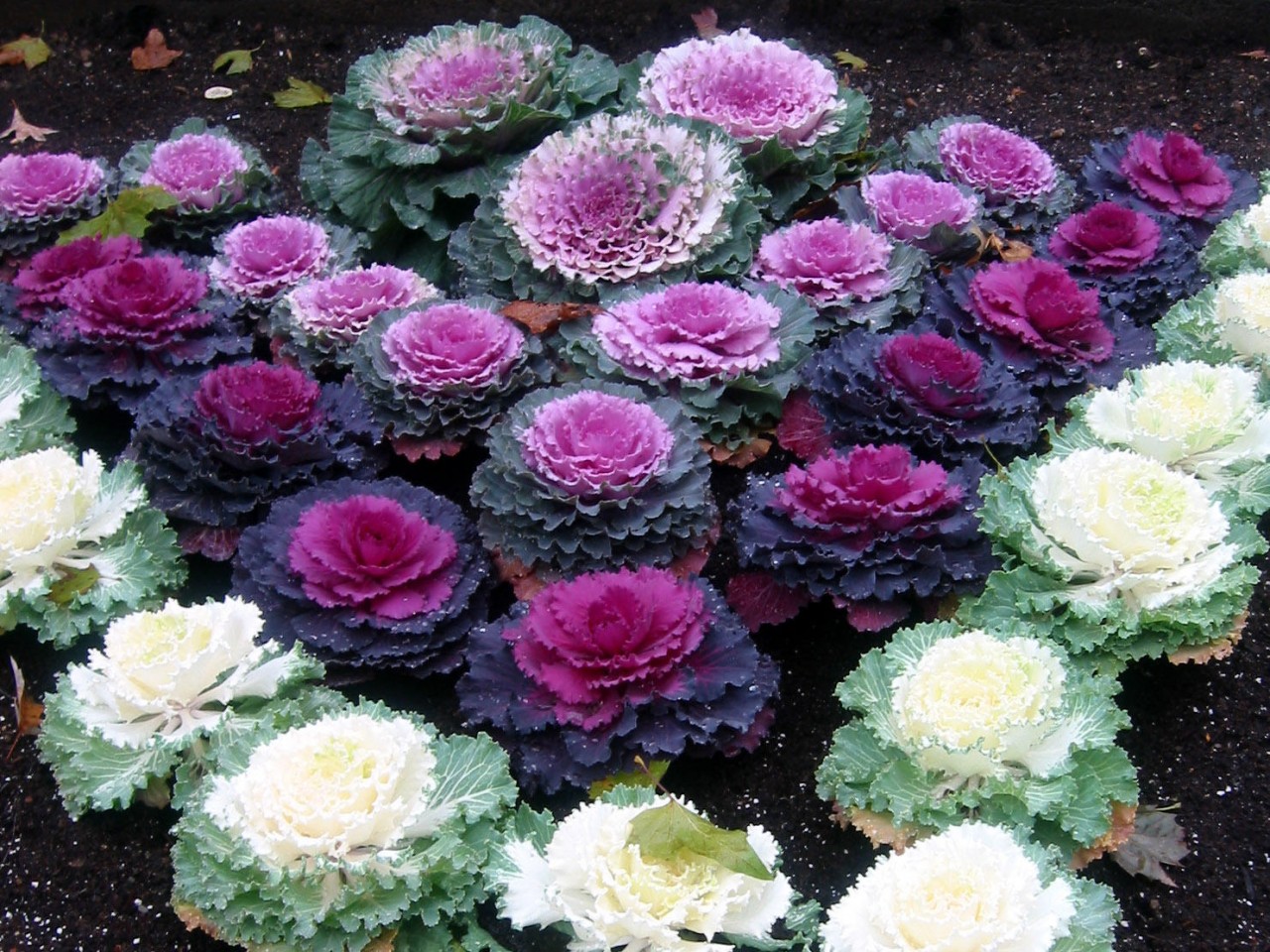 Various varieties of ornamental cabbage