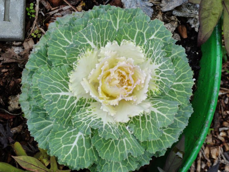 Diseases of ornamental cabbage