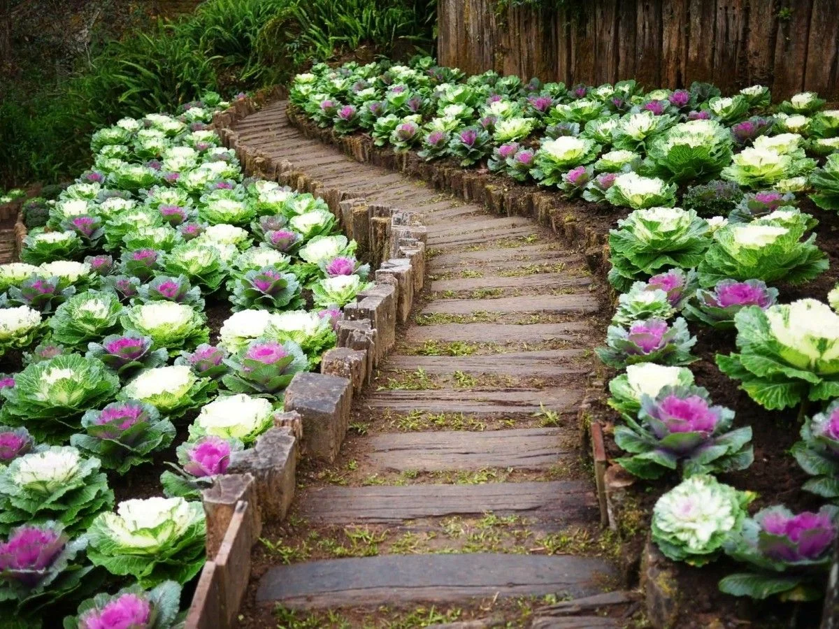 Path decorated with ornamental cabbage