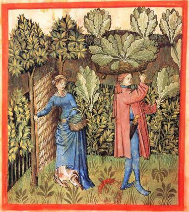 Harvesting Cabbage, by Tacuinum Sanitatis, 15th century