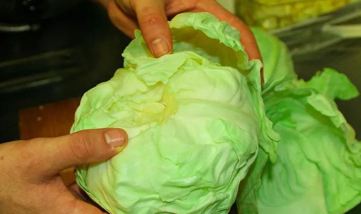 Cabbage leaf treatment