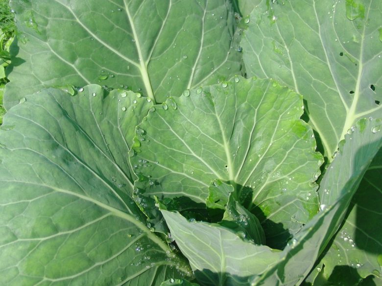 Interesting facts about cabbage leaves
