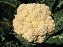 Many gardeners make a big mistake by not watering the cauliflower. This vegetable does not tolerate drought.
