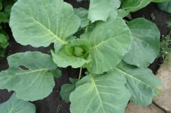 Cabbage quickly builds up green mass