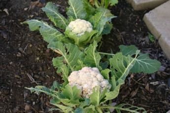 In open ground, you can sow cauliflower periodically after two to four weeks. The last sowing can be done in late June - early July