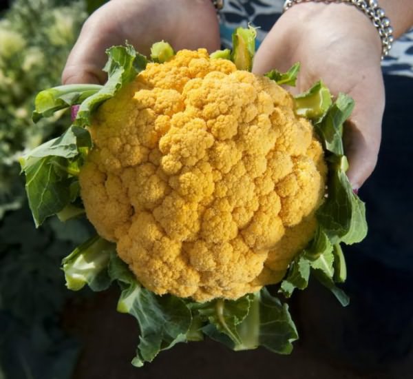 Cauliflower grows poorly at high temperatures (above 25 degrees), but Amazing and Coleman varieties will give birth well in areas with hot climates