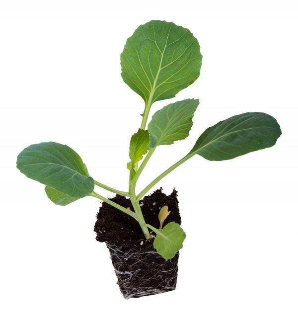 Healthy cabbage seedlings - a good harvest