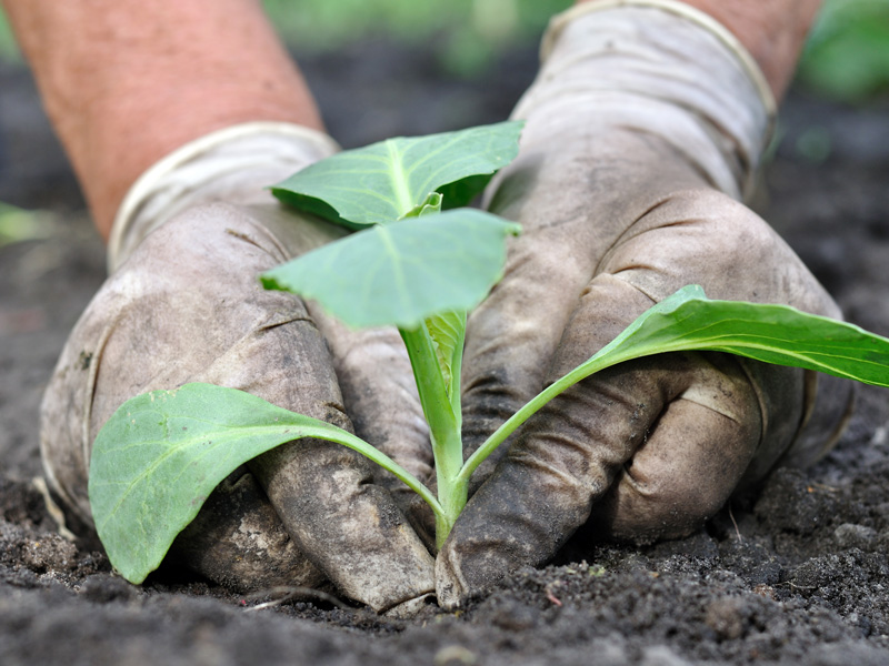 fertilizer for cabbage