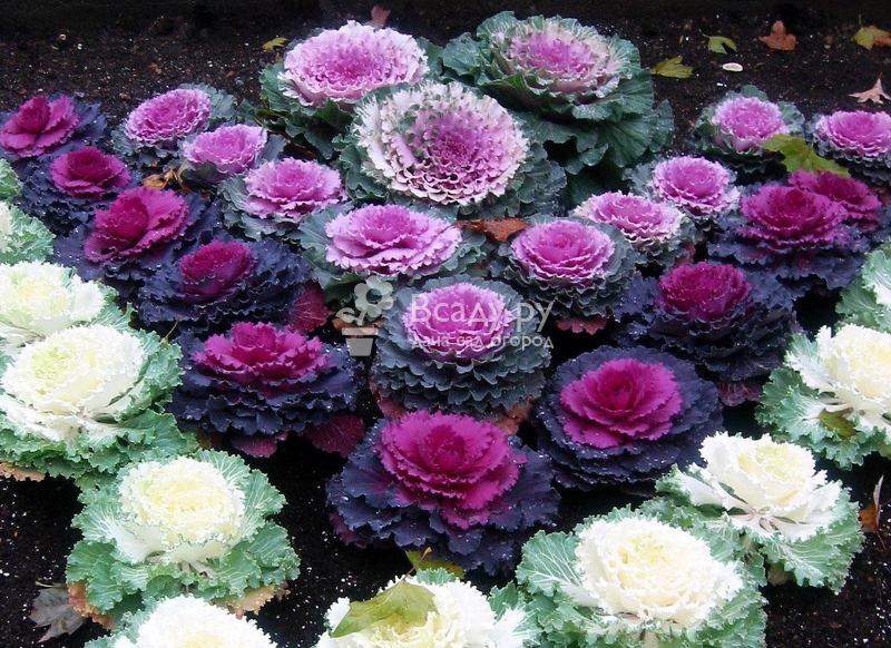 A variety of varieties of ornamental cabbage allows you to create beautiful flower beds