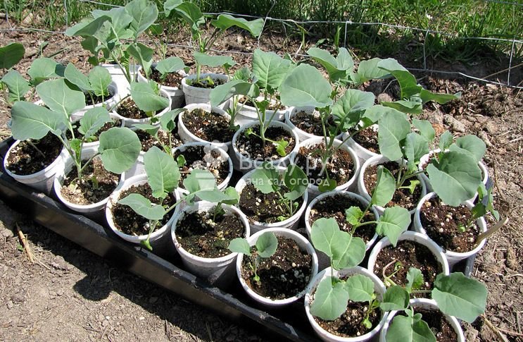 Growing cabbage seedlings without diving