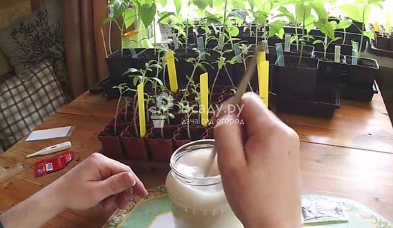Preparation of yeast feed for seedlings