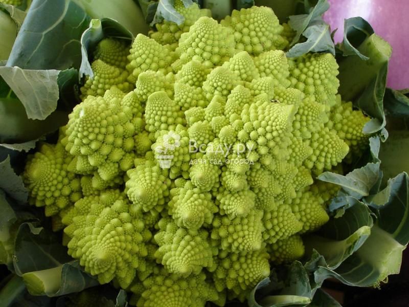 Delicate cauliflower - Romanesco
