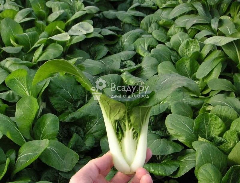 Chinese cabbage Pak choi