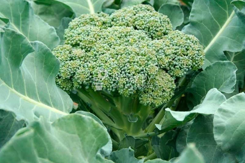 Broccoli is a subspecies of cauliflower