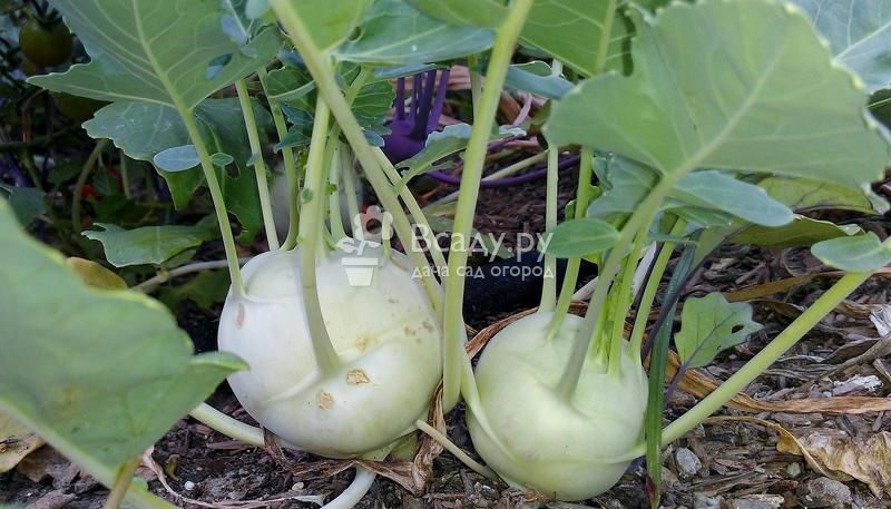 Kohlrabi - a type of cabbage that forms a stem