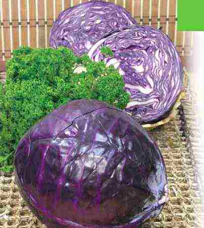 the best Dutch cabbage varieties