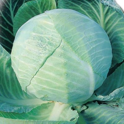 Cabbage Amager 611