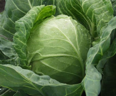 Cabbage Mama F1