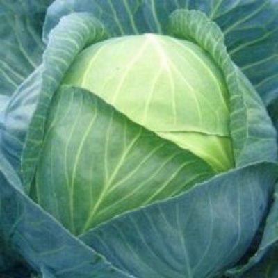 Cabbage Lennox F1