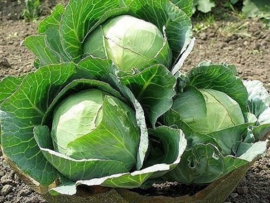 Cabbage harvest