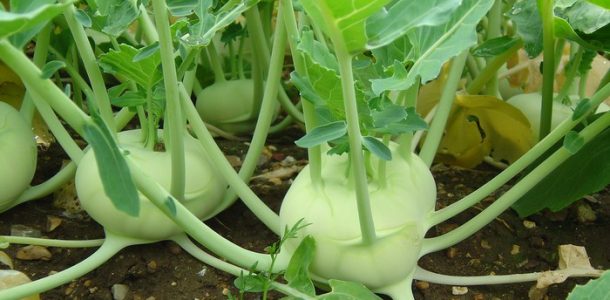 The best varieties of kohlrabi cabbage