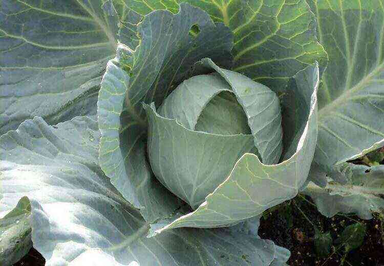 Cabbage Amager: variety description and characteristics