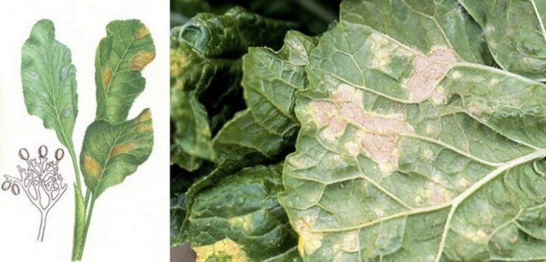 Signs of downy mildew on leaves